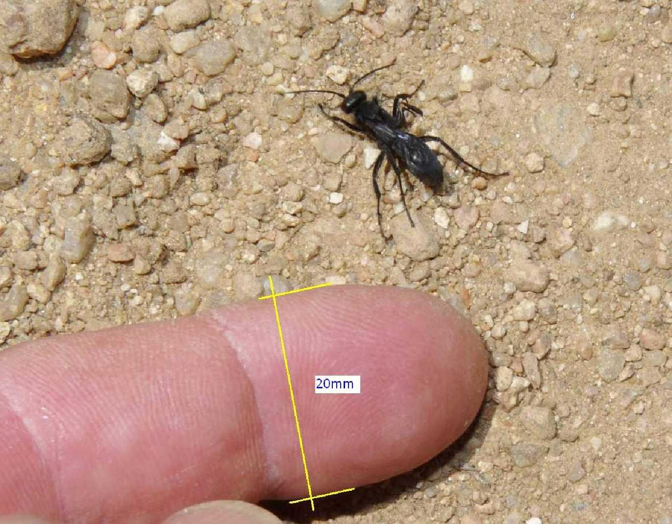 Pompilide nero che ha catturato un''hogna radiata